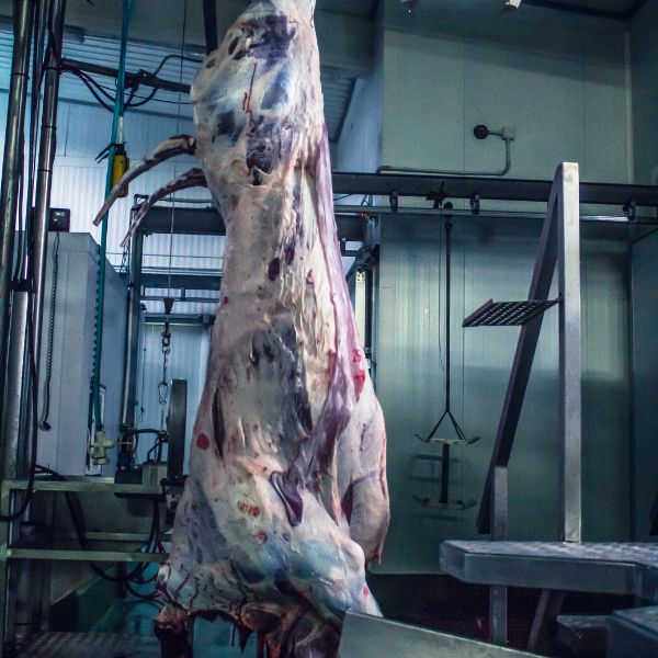 sistema de videovigilancia matadero